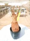 BAOBAB 37 POT - 12/15 year - 3 KG - height: 36 cm