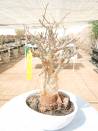 BAOBAB 43 POT - 12/15 year - 2 KG - height: 38 cm
