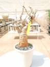 BAOBAB 59 POT - 12/15 year - 1,5 KG - height: 40 cm