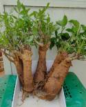 Adansonia digitata 500g  x 5  unités  6-7 year