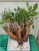 Adansonia digitata 300g x 3 unités  5-6 year