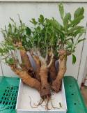 Adansonia digitata 300g x 6 unités  5-6 year