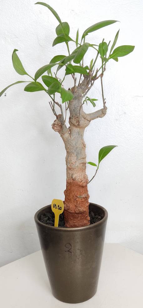 BAOBAB VIP 02- 10 years - height: 34 cm