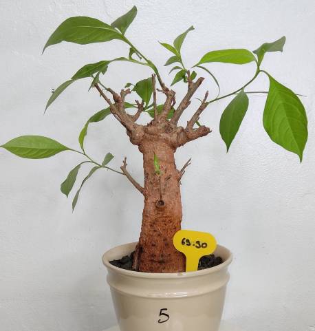 BAOBAB VIP 05- 10 years - height: 27 cm