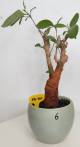 BAOBAB VIP 06- 10 years - height: 25 cm