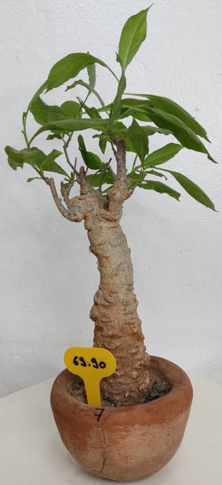 BAOBAB VIP 07- 10 years - height: 23 cm