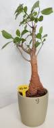 BAOBAB VIP 09- 10 years - height: 30 cm