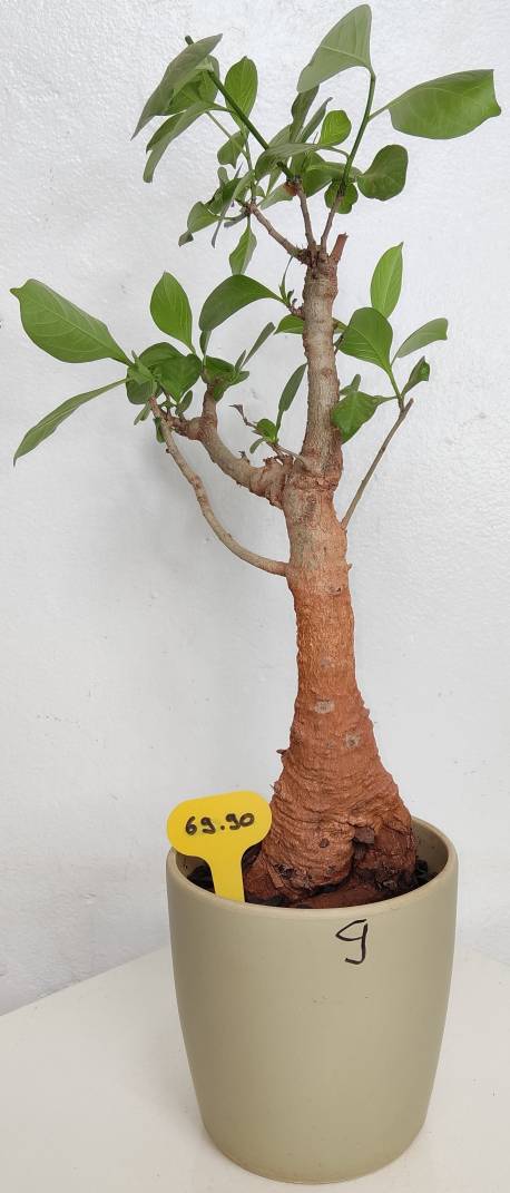 BAOBAB VIP 09- 10 years - height: 30 cm