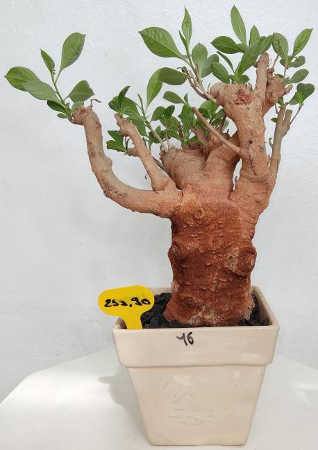 BAOBAB VIP 16- 15 years - height: 29 cm