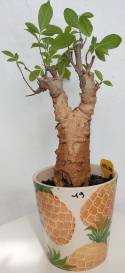 BAOBAB VIP 19- 15 years - height: 27 cm