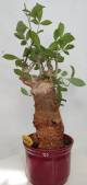 BAOBAB VIP 20- 15 years - height: 28 cm