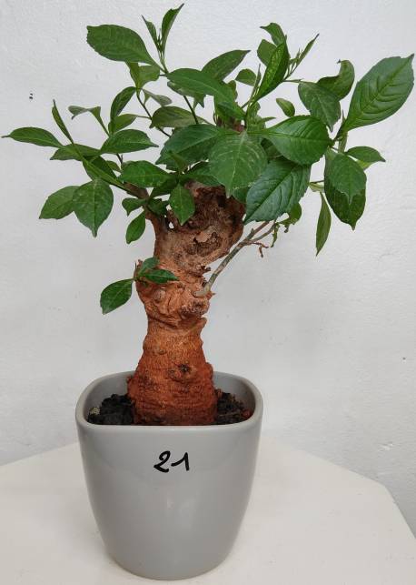 BAOBAB VIP 21- 15 years - height: 23 cm