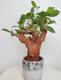 BAOBAB VIP 22- 15 years - height: 24 cm