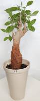 BAOBAB VIP 23- 15 years - height: 30 cm