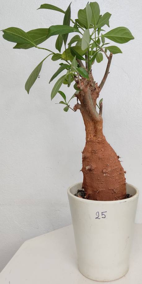 BAOBAB VIP 25- 15 years - height: 26 cm