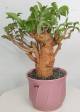 BAOBAB VIP 27- 15 years - height: 26 cm