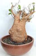 BAOBAB VIP 29- 20 years - height: 34 cm