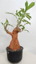 BAOBAB VIP 33- 10 years - height: 17 cm