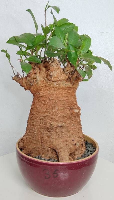 BAOBAB VIP 35- 20 years - height: 23 cm