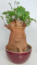 BAOBAB VIP 35- 20 years - height: 23 cm