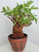 BAOBAB VIP 44- 20 years - height: 23 cm