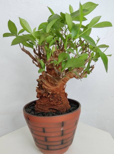 BAOBAB VIP 44- 20 years - height: 23 cm