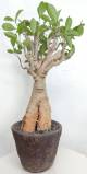 BAOBAB VIP 45- 15 years - height: 37 cm