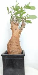 BAOBAB VIP 46- 20 years - height: 33 cm