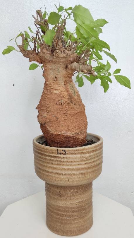 BAOBAB VIP 49- 20 years - height: 35 cm