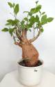 BAOBAB VIP 50- 20 years - height: 28 cm