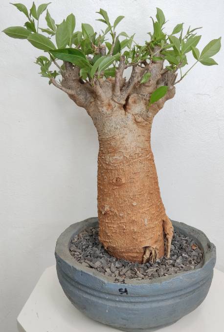 BAOBAB VIP 51- 20 years - height: 40 cm