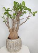 BAOBAB VIP 54- 20 years - height: 37 cm