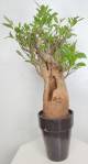 BAOBAB VIP 55- 20 years - height: 48 cm