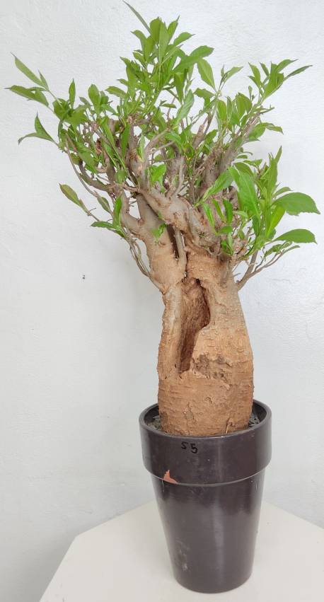 BAOBAB VIP 55- 20 years - height: 48 cm