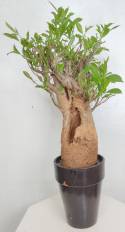 BAOBAB VIP 55- 20 years - height: 48 cm