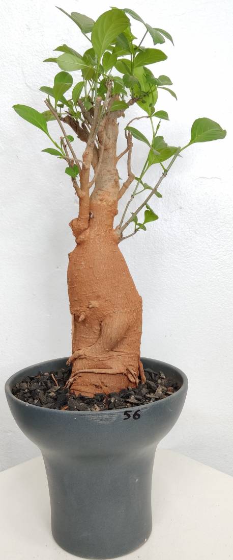 BAOBAB VIP 56- 15 years - height: 33 cm