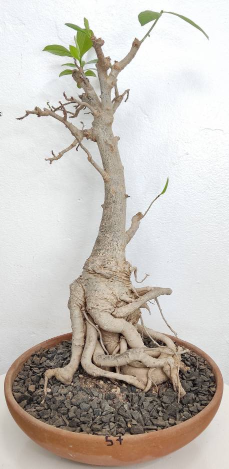 BAOBAB VIP 57- 15 years - height: 46 cm