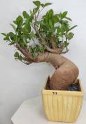 BAOBAB VIP 58- 20 years - height: 36 cm