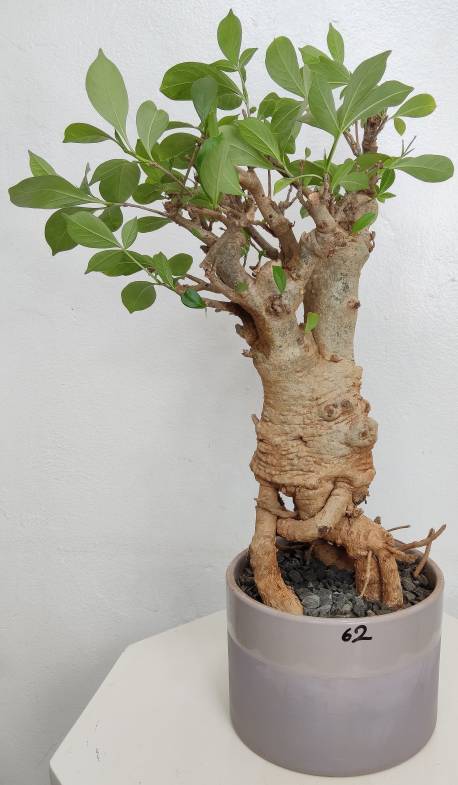 BAOBAB VIP 62- 20 years - height: 37 cm