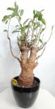 BAOBAB VIP 64- 15 years - height: 24 cm