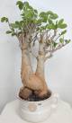 BAOBAB VIP 66- 20 years - height: 37 cm