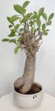 BAOBAB VIP 67- 20 years - height: 40 cm