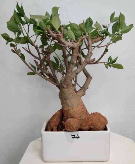 BAOBAB VIP 74- 20 years - height: 31 cm