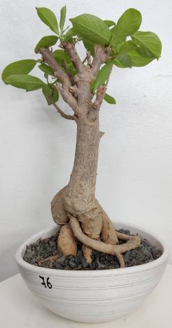 BAOBAB VIP 76- 15 years - height: 37 cm