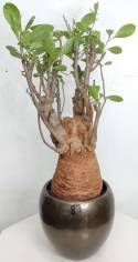 BAOBAB VIP 87- 20 years - height: 40 cm