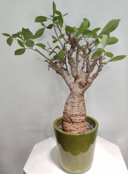 BAOBAB VIP 95- 15 years - height: 41 cm