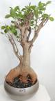 BAOBAB VIP 112- 20 years - height: 48 cm