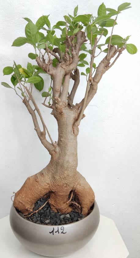 BAOBAB VIP 112- 20 years - height: 48 cm