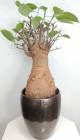 BAOBAB VIP 113- 20 years - height: 48 cm