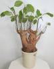 BAOBAB VIP 116- 20 years - height: 30 cm